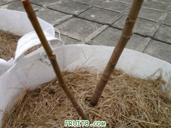 Ƭ0223.jpg