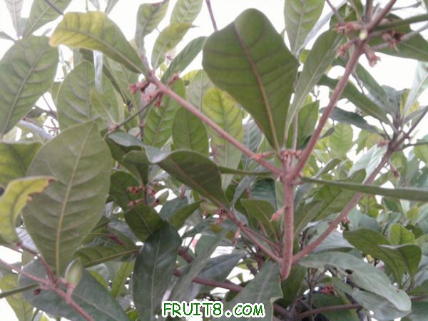 Ƭ0226.jpg