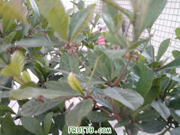 Ƭ0225.jpg
