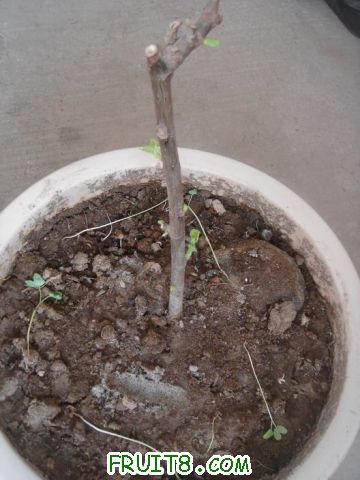 Resize of DSC04097.JPG