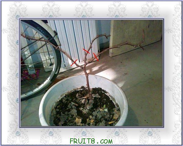 20101221420��֦�޼�����.JPG