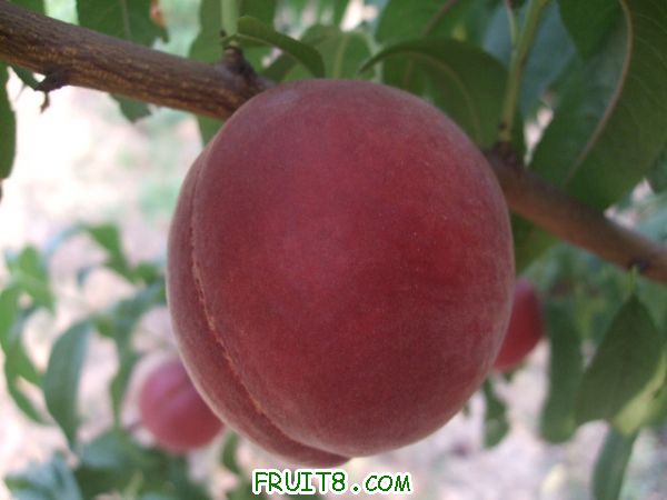 6��27 ����Ʒ�� 017.jpg