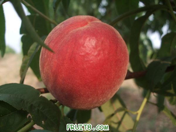 6��27 ����Ʒ�� 015.jpg