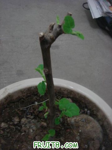 Resize of DSC04104.JPG