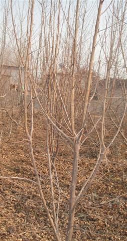 DSC02500 (С��).JPG