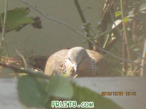 IMG_6371.JPG