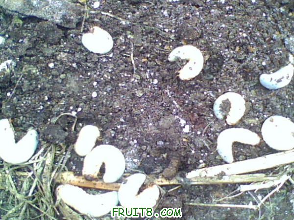 IMG0687A.jpg