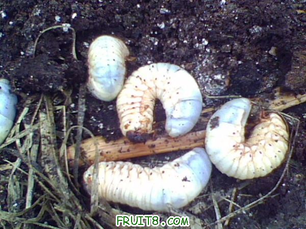 IMG0686A.jpg