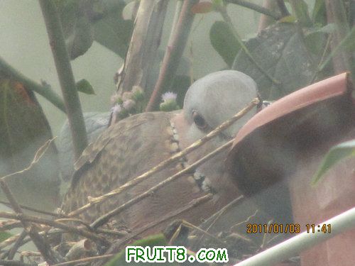 IMG_6817.JPG