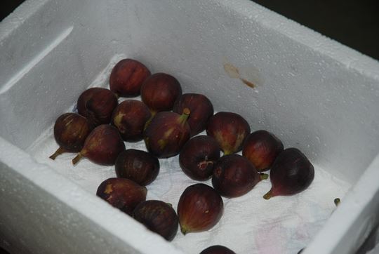 Ƭ 039_resize.jpg