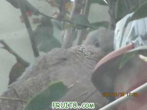 IMG_7338.JPG