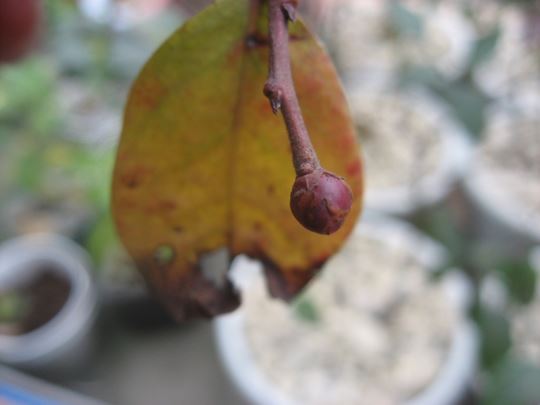IMG_7942_copy.jpg