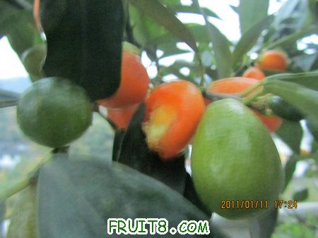 IMG_7365.JPG