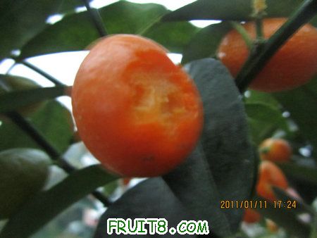 IMG_7366.JPG