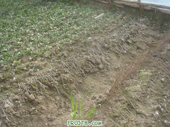 Resize of DSC04603.JPG