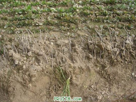 Resize of DSC04604.JPG