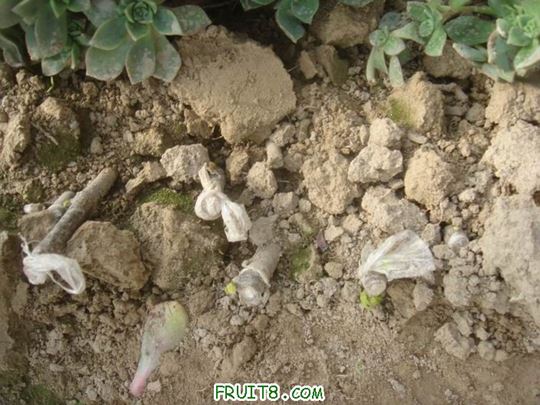 Resize of DSC04606.JPG