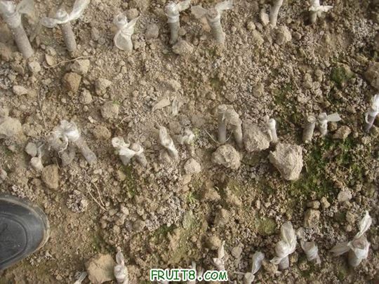 Resize of DSC04605.JPG