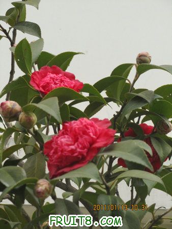 IMG_7581.JPG