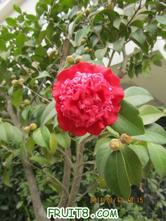IMG_7558.JPG