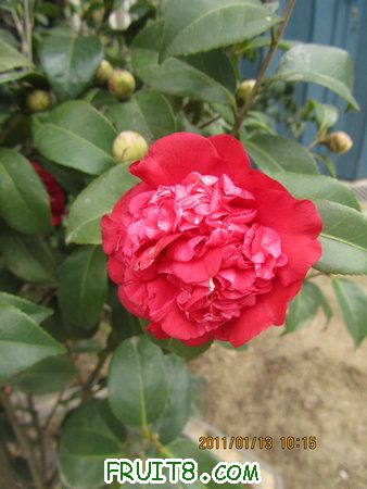 IMG_7559.JPG