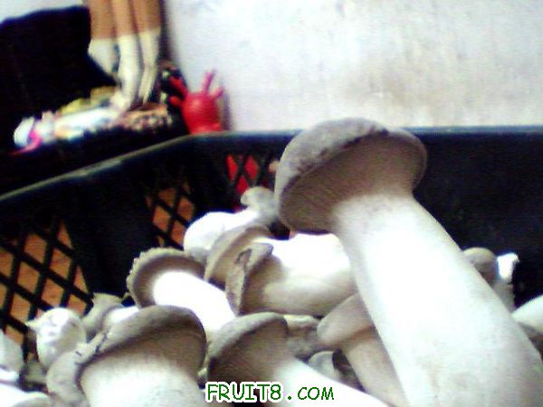 Ƭ 003.jpg