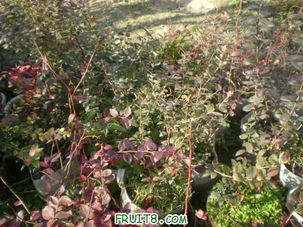 P1010035 (С��).JPG