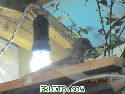 IMG_7985.JPG