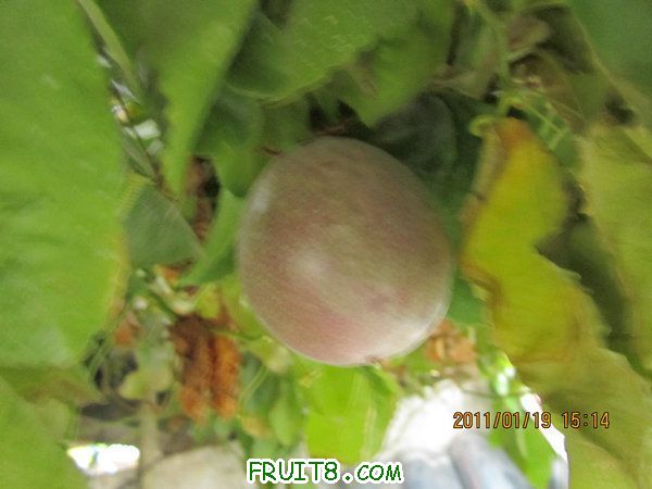 IMG_7963_1.JPG
