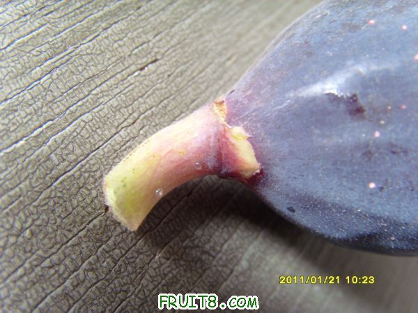 SI859970.JPG