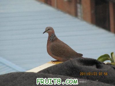IMG_8174.JPG