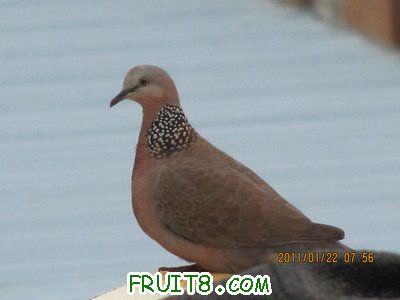 IMG_8175.JPG