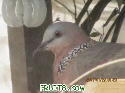 IMG_8225.JPG