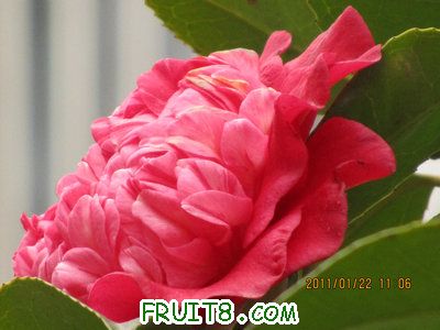 IMG_8309.JPG