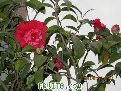 IMG_8312.JPG