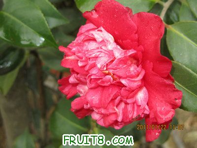 IMG_8315.JPG
