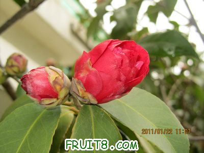 IMG_8313.JPG