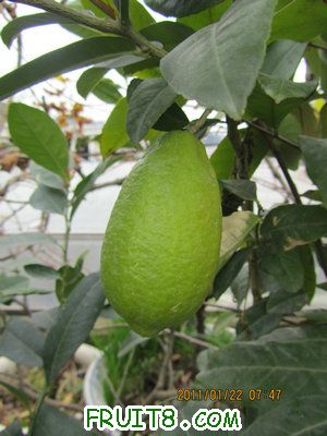 IMG_8129.JPG