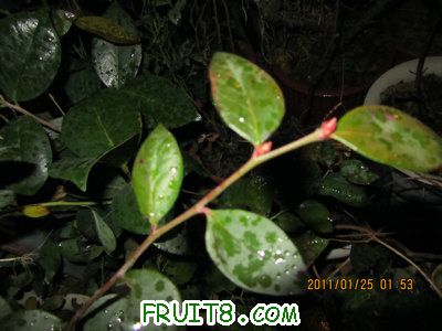 IMG_8625_1.JPG
