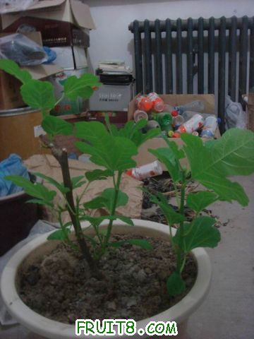 Resize of DSC04734.JPG