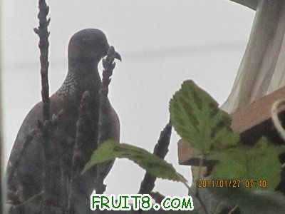 IMG_8933.JPG