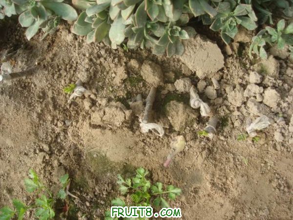 Resize of DSC04842.JPG