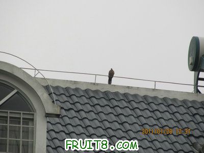 IMG_9110.JPG