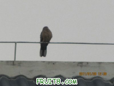 IMG_9112.JPG