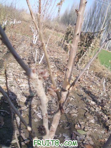 DSCI0225.JPG