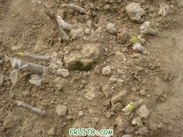 Resize of DSC04940.JPG