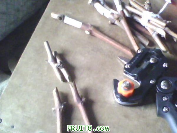 IMG0747A.jpg