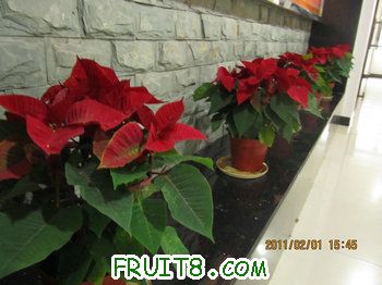 IMG_9788.JPG
