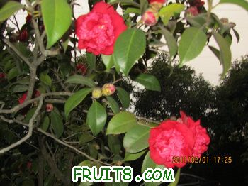 IMG_9819.JPG