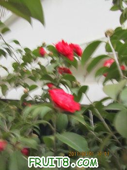 IMG_9798.JPG